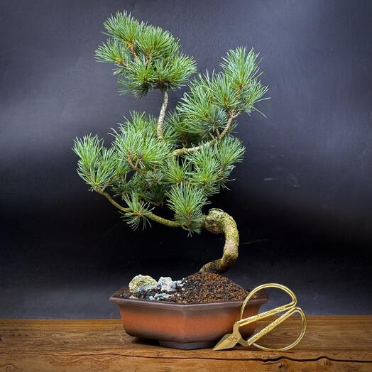 Бонсай белая японская сосна, 44см, 20 лет (с ножницами)