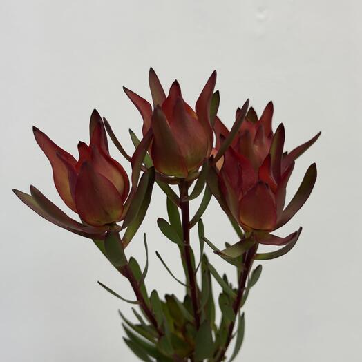 Леукадендрон