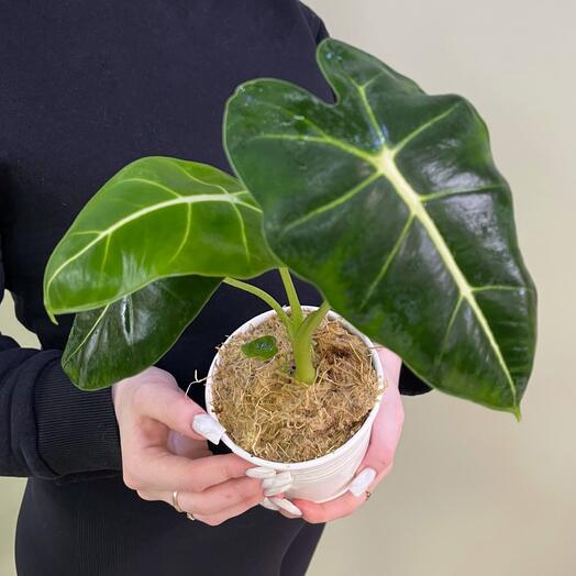 Алоказия Зелёный Вельвет в в белом металлическом кашпо