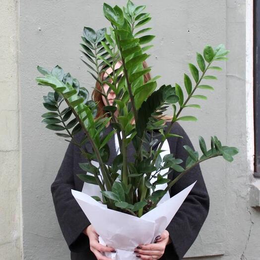 Замиокулькас d21 см