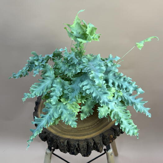 Флебодиум 2