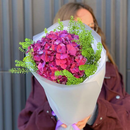 Осенняя рубиновая гортензия в обрамлении зелени