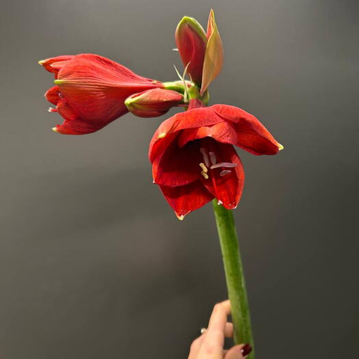 Амариллис красный