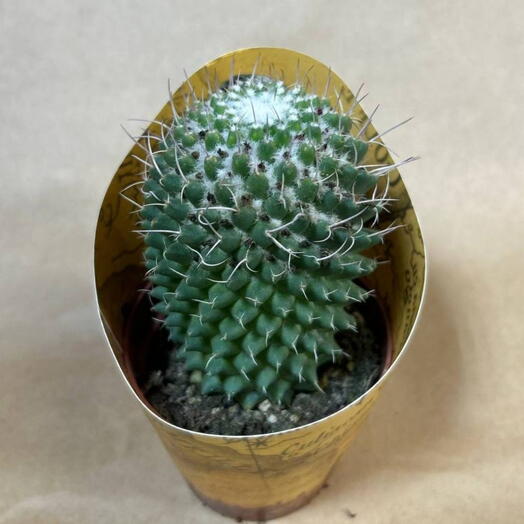 Кактус🌵 5