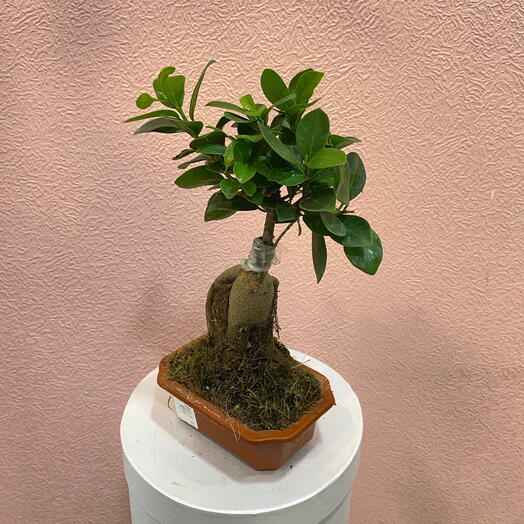 Бонсай фикус микрокарпа