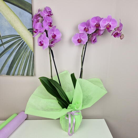 Orquídea lila grande