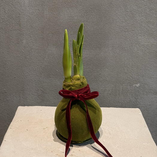 Луковица амариллиса в воске бархат с лентой