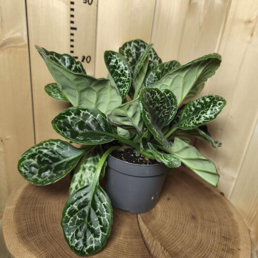 Стрептокарпус Претти Тартл D-12