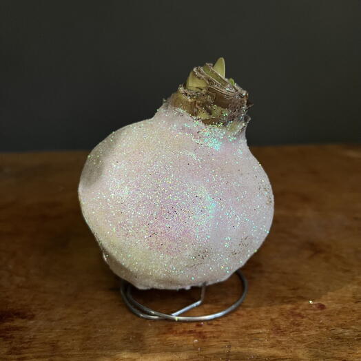 Амариллис в воске светлый в глиттере