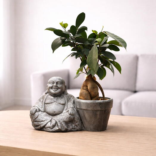 Bonsai Ficus Ginseng