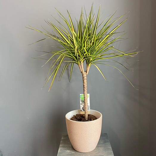 Драцена Маргината в классическом кашпо