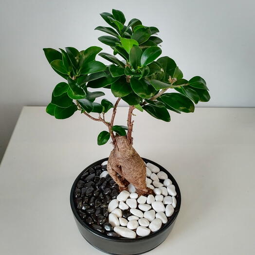 Бонсай в керамическом кашпо