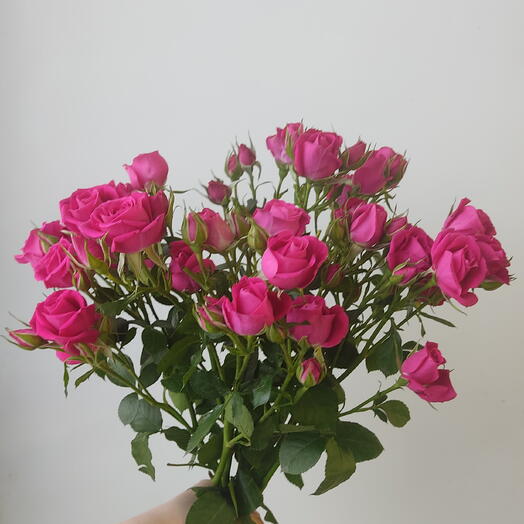 5 малиновых кустовых роз с лентой