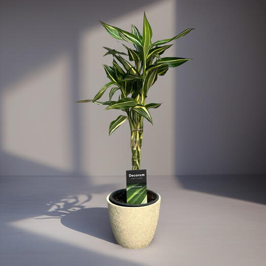 ДРАЦЕНА (DRACAENA) SANDERIANA MIX GEVLOCHTEN
