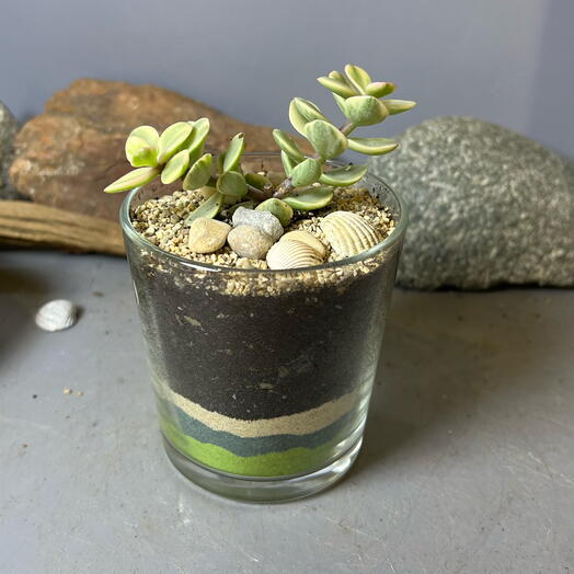 Стаканчик с суккулентом Леопольд подарок