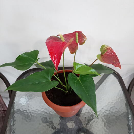 Комнатное растение Антуриум («мужское счастье»)