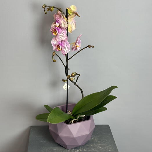 Орхидея с красивыми переливами цвета , с ярким красивым язычком в стильном фигурном горшке 💜