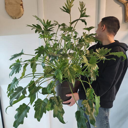 Филодендрон Ксанаду (Philodendron Xanadu)