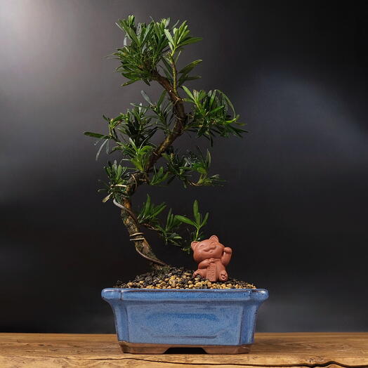 Бонсай Подокарпус, 40см, 14 лет