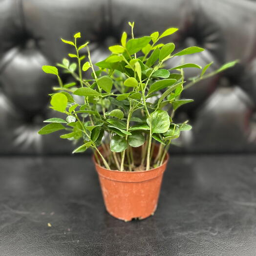 Комнатное растение Муррая Паникулата