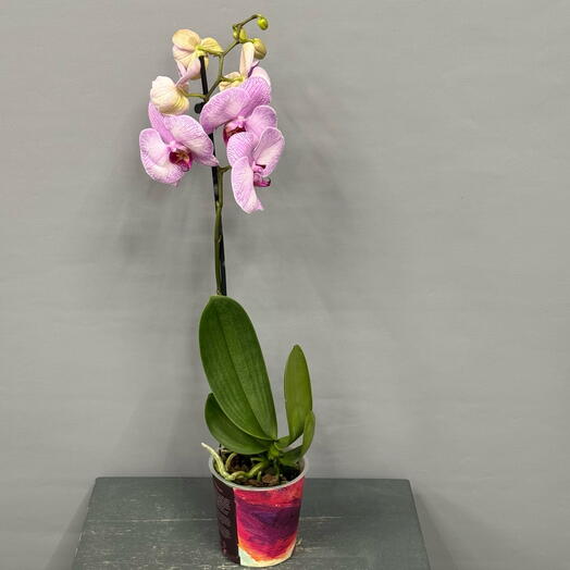 Орхидея с красивыми переходами цвета от белого до розового, крупноцветковая, яркий язычок