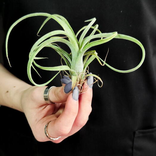 Тилландсия Курли Слим Мини (Tillandsia Сurly Slim)