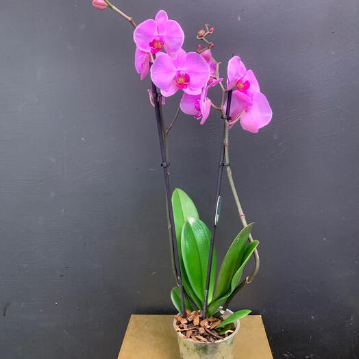Фаленопсис