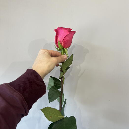 Роза «пинк флойд»