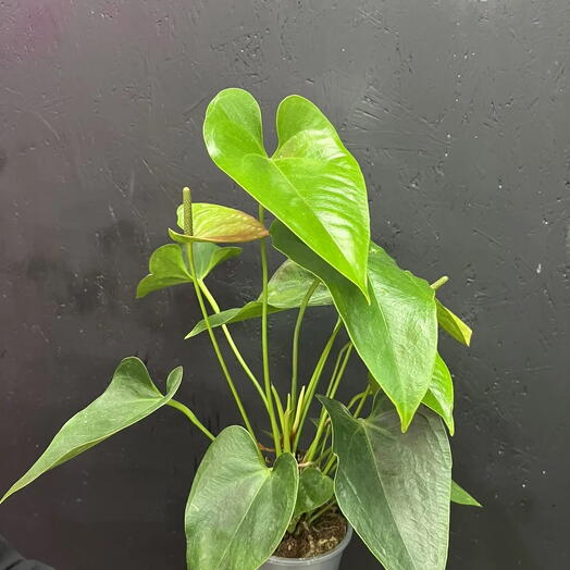 Антуриум