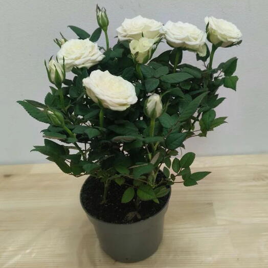 Роза Кордана (белая)