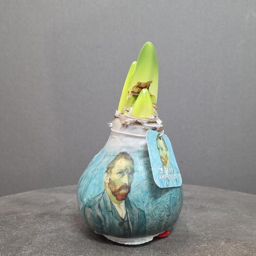 Амариллис в воске Ван Гог