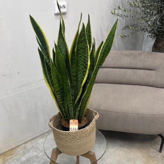 Sansevieria Сансевиерия Лауренти /80
