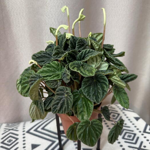 Пеперомия Каперата. Peperomia Caperata  lilian