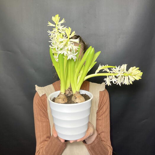 Белые ароматные гиацинты в стильном кашпо