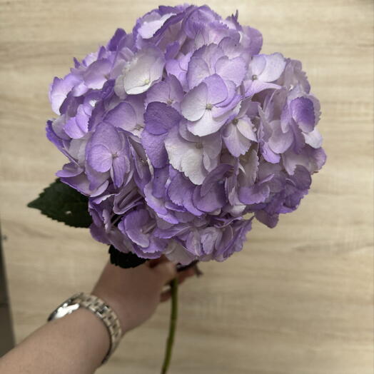 Гортензия сиреневая 💜