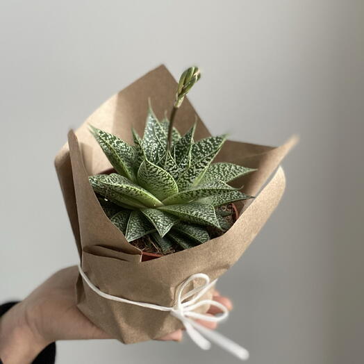 Суккулент