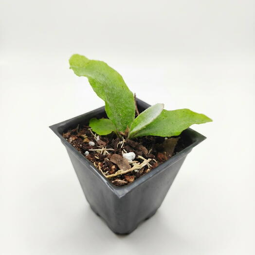 Платицериум Конаюки (Platycerium Konayuki)