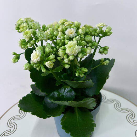 Каланхое  белая