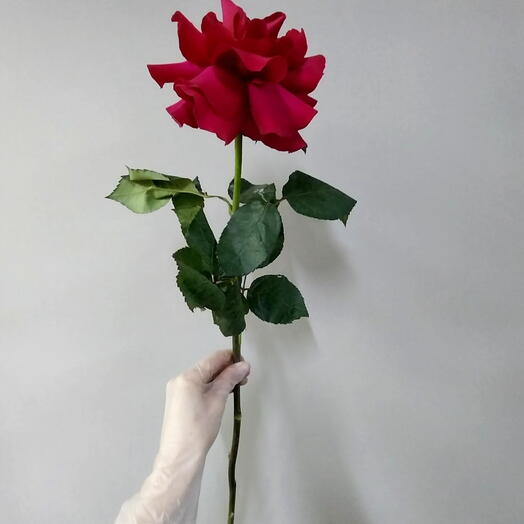 Французкая роза