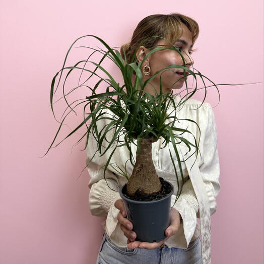 Нолина рекурвата (Nolina recurvata) 🌳