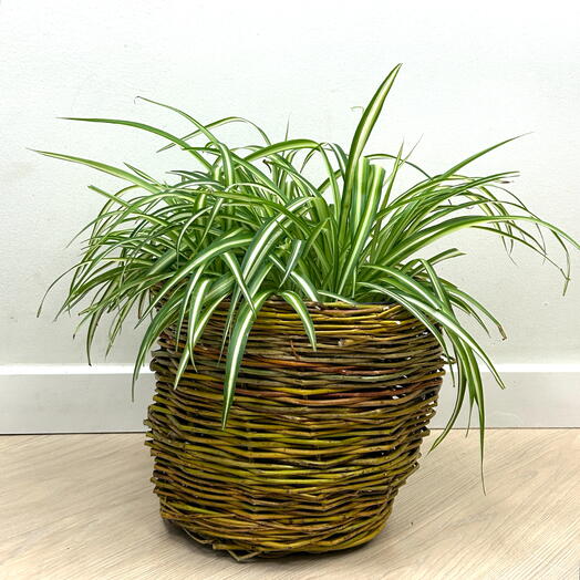 Хлорофитум (Chlorophytum) в кашпо из лозы