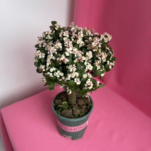 Портулакария Арфа