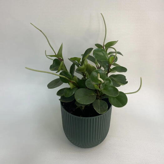 Пеперомия туполистная /Peperomia obtusifolia