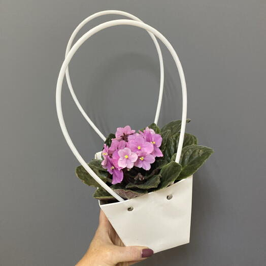 Сенполия(фиалка) розовая