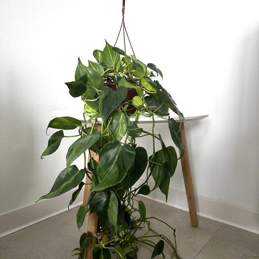 Philodendron ‘Brasil