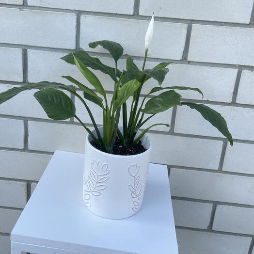 Primaflora 