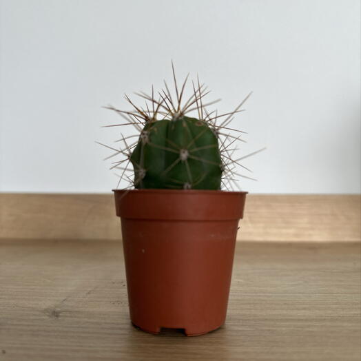 Echinopsis terscheckii