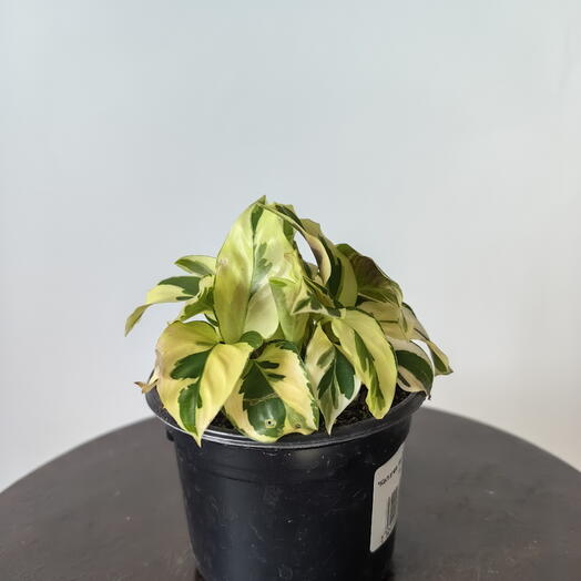 Калатея Елоу Фьюжн