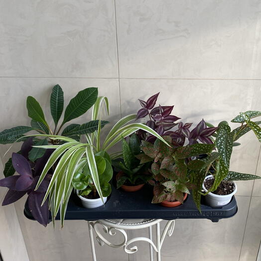 Микс комнатных растений 🍃