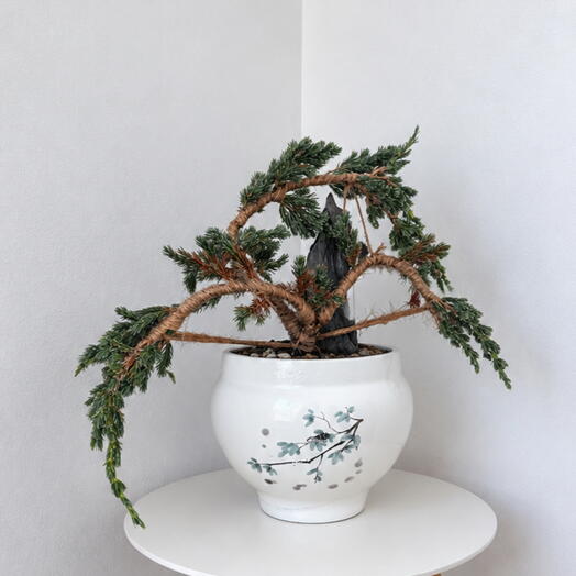 Bonsai Juniperus chinensis